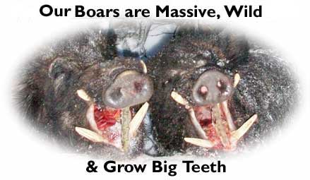Large Massive Wild Russian Boars
