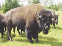 Rugged Buffalo