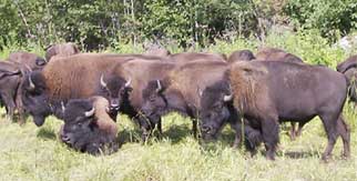 Rugged Buffalo Hunting