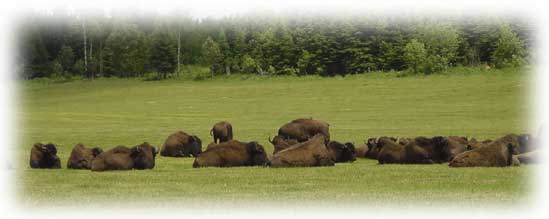 Buffalo on ranch