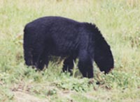 Wild Black Bear